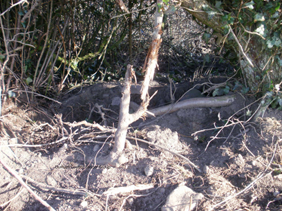 BRANCH CHEWED BY BADGER AREA WITHOUT SNARE with DCBG.png